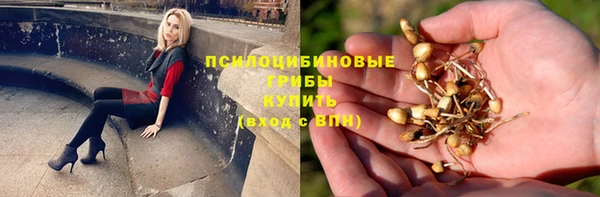 сатива Горняк